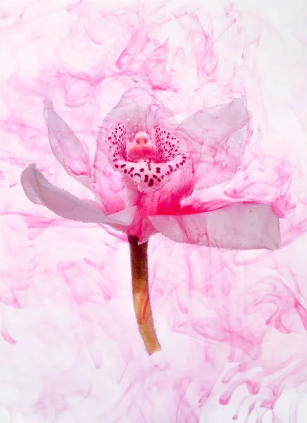 Orquídea Branca Dentro Água Fundo Branco Whith Tintas Rosa Estilo — Fotografia de Stock