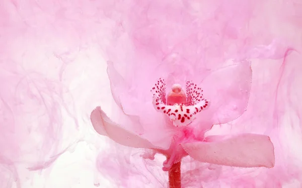 White orchid inside the water on a white background whith pink paints. Watercolor style and abstract image of white orchid.