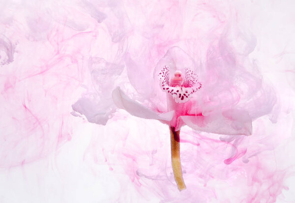 White orchid inside the water on a white background whith pink paints. Watercolor style and abstract image of white orchid.