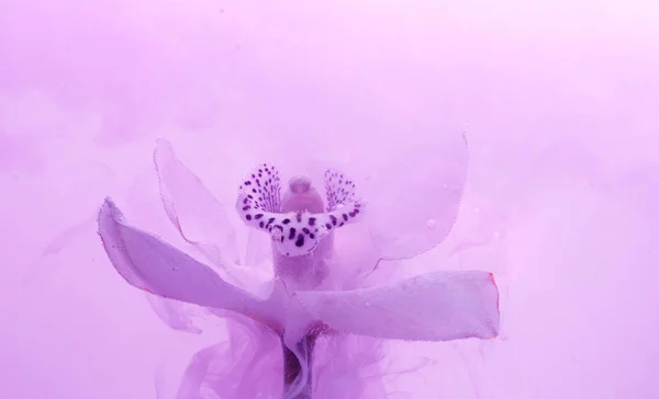 Beyaz Orkide Beyaz Bir Içinde Arka Plan Whith Pembe Boyalar — Stok fotoğraf
