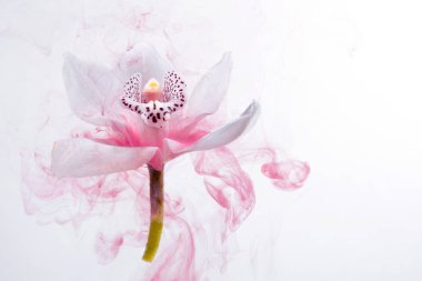 Beyaz orkide beyaz bir su içinde arka plan whith pembe boyalar. Suluboya stil ve beyaz orkide soyut resim.