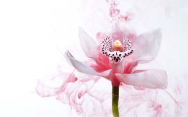 Beyaz orkide beyaz bir su içinde arka plan whith pembe boyalar. Suluboya stil ve beyaz orkide soyut resim.