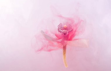 Beyaz orkide su whith pembe boyalar içinde. Suluboya stil ve beyaz orkide soyut resim.