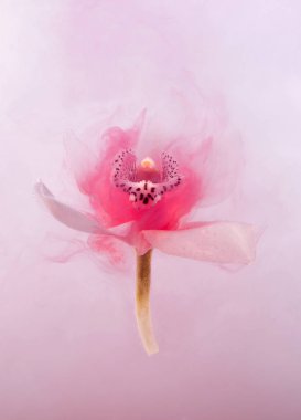 Beyaz orkide su whith pembe boyalar içinde. Suluboya stil ve beyaz orkide soyut resim.