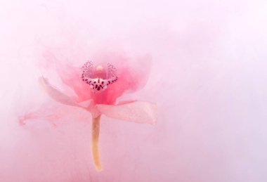 Beyaz orkide su whith pembe boyalar içinde. Suluboya stil ve beyaz orkide soyut resim.