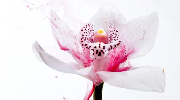 White orchid inside the water on a white background whith pink paints. Watercolor style and abstract image of white orchid.