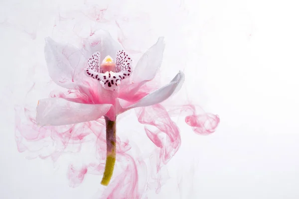 白色的兰花在水中的白色背景上 有粉红色的油漆 白色兰花的水彩风格与抽象形象 — 图库照片