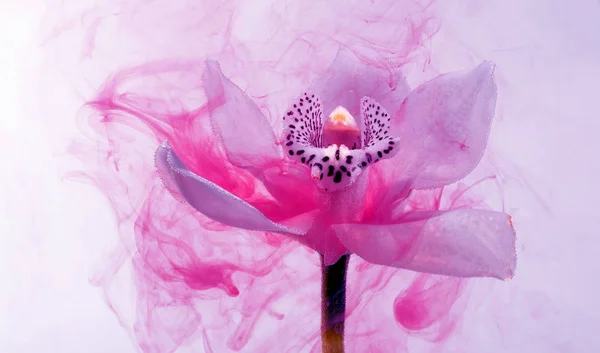 水中的白色兰花 粉红色的油漆 白色兰花的水彩风格与抽象形象 — 图库照片