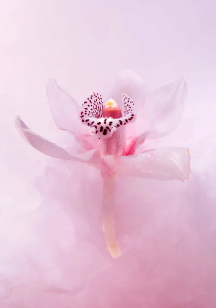 Orquídea Branca Dentro Água Com Pinturas Cor Rosa Estilo Aquarela — Fotografia de Stock