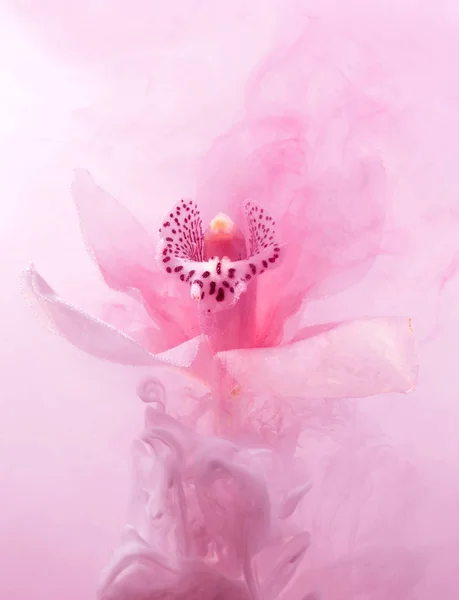 White orchid inside the water whith pink paints. Watercolor style and abstract image of white orchid.