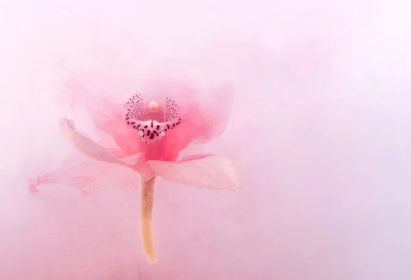 Orquídea Branca Dentro Água Com Pinturas Cor Rosa Estilo Aquarela — Fotografia de Stock