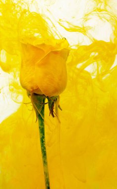 Sarı beyaz arka plan whith sarı akrilik boyalar üzerinde içinde su yükseldi. Suluboya stil ve soyut bahar görüntü çiçek.