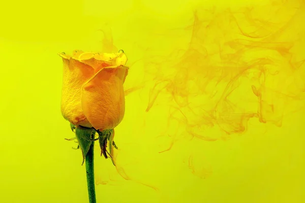 Rosa Amarilla Dentro Del Agua Sobre Fondo Amarillo Con Pinturas — Foto de Stock