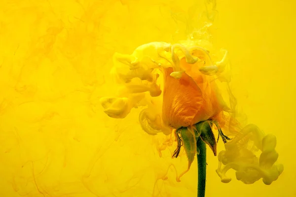 Rosa Amarilla Dentro Del Agua Sobre Fondo Amarillo Rojo Con — Foto de Stock