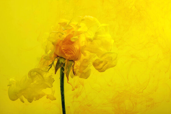 Желтая роза внутри воды на желтом и красном фоне с желтыми акриловыми вставками. Акварель стиль и абстрактное весеннее изображение цветка
.