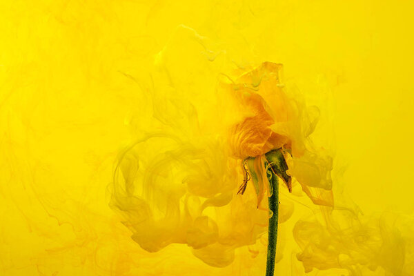 Желтая роза внутри воды на желтом и красном фоне с желтыми акриловыми вставками. Акварель стиль и абстрактное весеннее изображение цветка
.