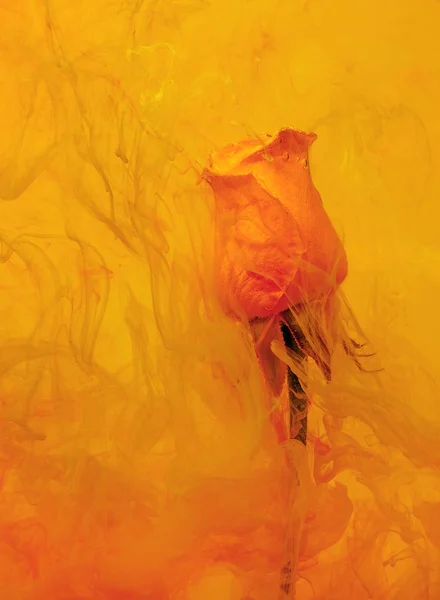 黄色上升在水里面的黄色和红色背景黄色丙烯酸油漆 水彩风格与抽象的花卉春天形象 — 图库照片