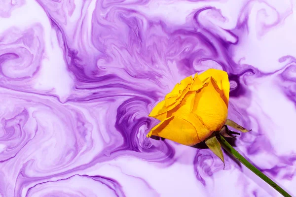 Yellow rose inside the water on a white background whith violet acrylic paints. Watercolor style and abstract spring image of flower with lilac smoke.