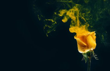 Sarı siyah arka plan whith sarı akrilik boyalar üzerinde içinde su yükseldi. Suluboya stil ve soyut bahar görüntü çiçek.