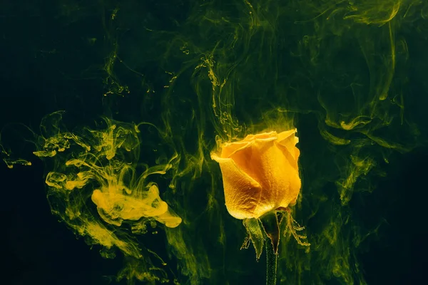 Yellow rose inside the water on the black background whith yellow acrylic paints. Watercolor style and abstract spring image of flower.