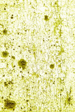 Beyaz ahşap doku yeşil çim ve moss ile. Beyaz kabuk doğal güzel arka plan yeşil damarlı.