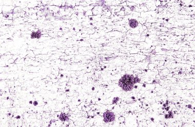 Beyaz ahşap doku menekşe çim ve moss ile. Beyaz kabuk doğal güzel arka plan-mor damarlı.