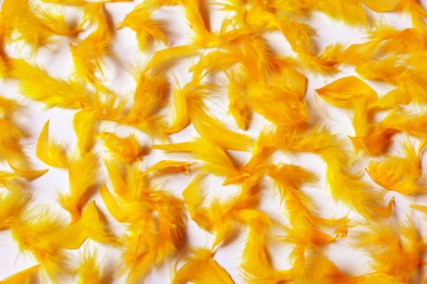Colorful background of soft fluffy bird feathers. Texture of yellow and orange feathers.