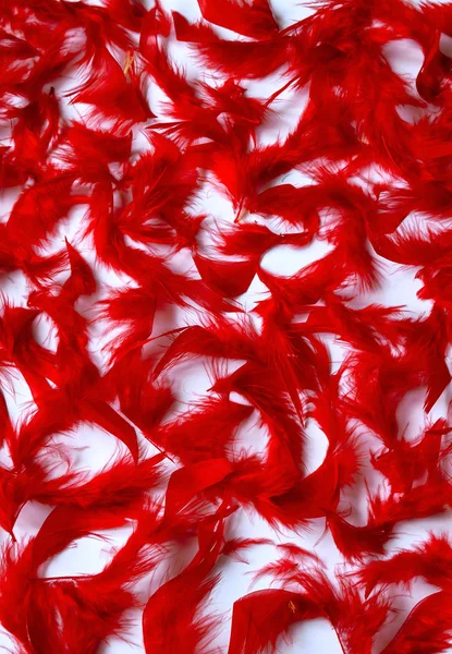 Красочный Фон Мягких Пушистых Птичьих Перьев Текстура Красных Розовых Перьев — стоковое фото