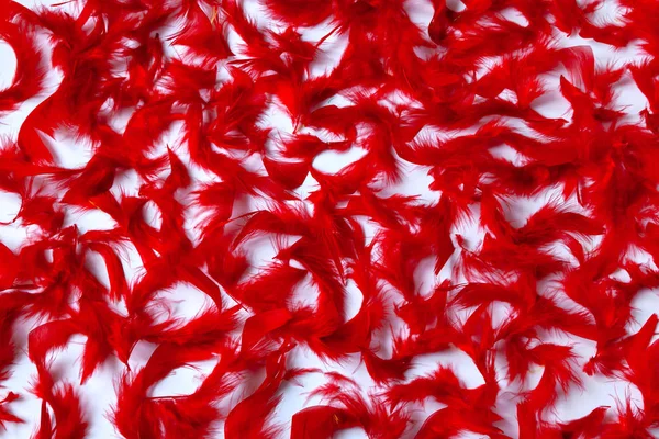 Colorful background of soft fluffy bird feathers. Texture of red and pink feathers.