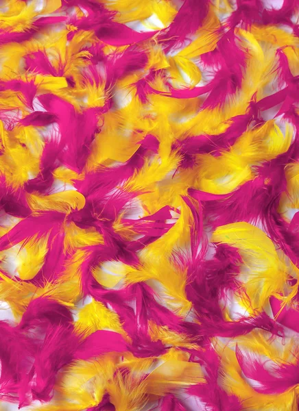 Colorful background of soft fluffy bird feathers. Texture of red, yellow, pink, purple feathers.