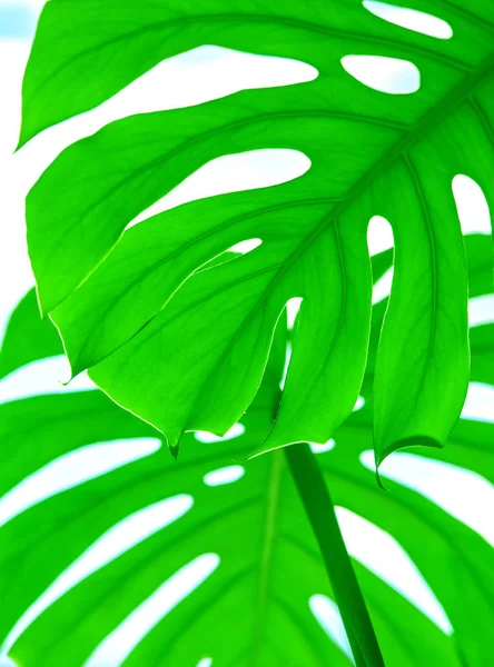 Blanco diferente tropical textura verde hojas patrón fondo natural fresco verano monstera ufo primavera venas — Foto de Stock