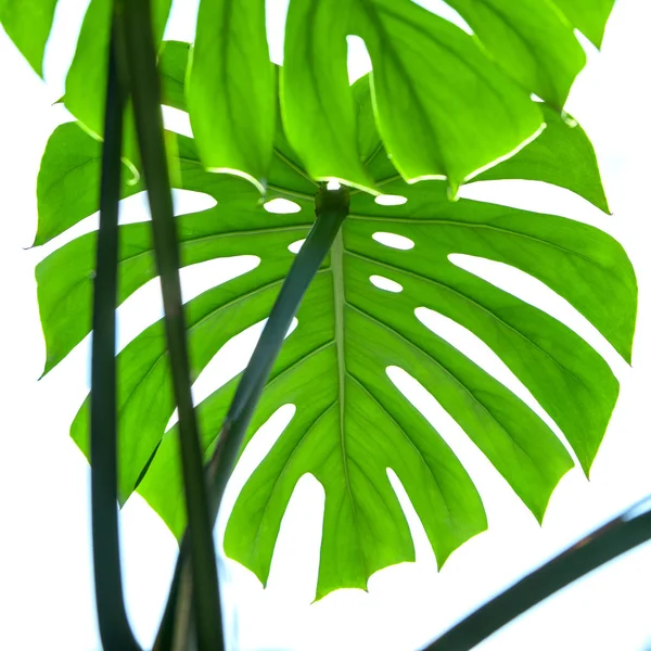 Weiß verschiedene tropische Textur grüne Blätter Muster Hintergrund natürliche frische Sommer Monstera Ufo Frühling Adern — Stockfoto