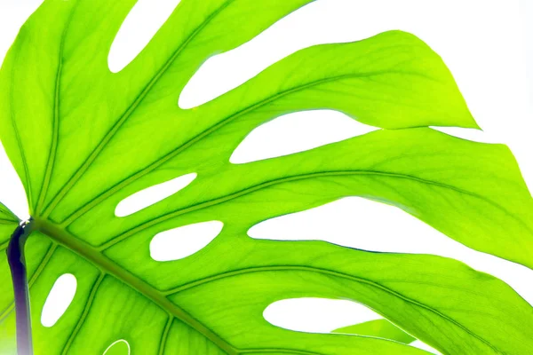 Weiß verschiedene tropische Textur grüne Blätter Muster Hintergrund natürliche frische Sommer Monstera Ufo Frühling Adern — Stockfoto