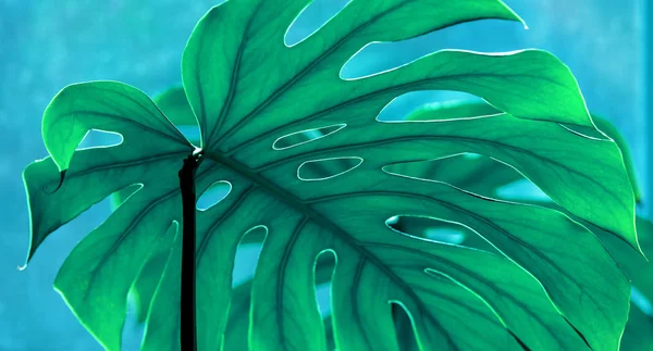 Branco diferente textura tropical verde folhas padrão fundo natural fresco verão monstera ufo primavera veias azul — Fotografia de Stock