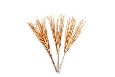 arka plan beyaz izole kuru çayır çim çimen