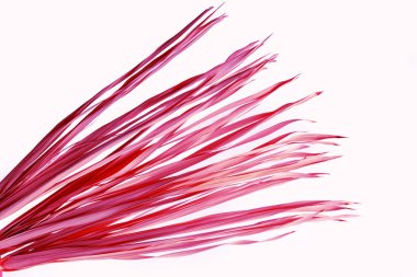 Arka plan beyaz izole avuç kuru mor plastik sarı çimen şube