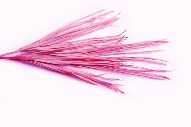 Arka plan beyaz izole avuç kuru mor plastik sarı çimen şube