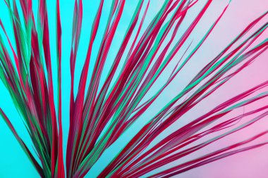 Tropikal dal kuru pembe mavi mor kırmızı yaprakları arka plan mercan soyut palmiye ot ot çimenli plastik ultraviyole