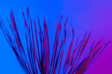 Tropikal dal kuru pembe mavi mor kırmızı yaprakları arka plan mercan soyut palmiye ot ot çimenli plastik ultraviyole