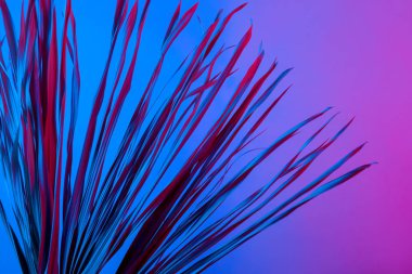 Tropikal dal kuru pembe mavi mor kırmızı yaprakları arka plan mercan soyut palmiye ot ot çimenli plastik ultraviyole