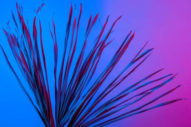 Tropikal dal kuru pembe mavi mor kırmızı yaprakları arka plan mercan soyut palmiye ot ot çimenli plastik ultraviyole