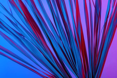 Tropikal dal kuru pembe mavi mor kırmızı yaprakları arka plan mercan soyut palmiye ot ot çimenli plastik ultraviyole