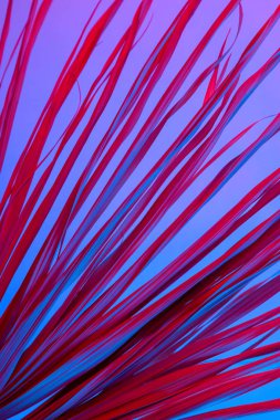 Tropikal dal kuru pembe mavi mor kırmızı yaprakları arka plan mercan soyut palmiye ot ot çimenli plastik ultraviyole