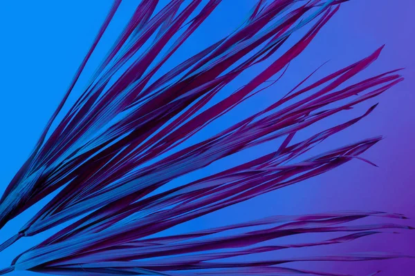 Тропическая ветвь сухой розовый синий фиолетовый красный листья фона коралловые абстрактные пальмовые травы травы травянистые пластиковые ультрафиолетовые — стоковое фото