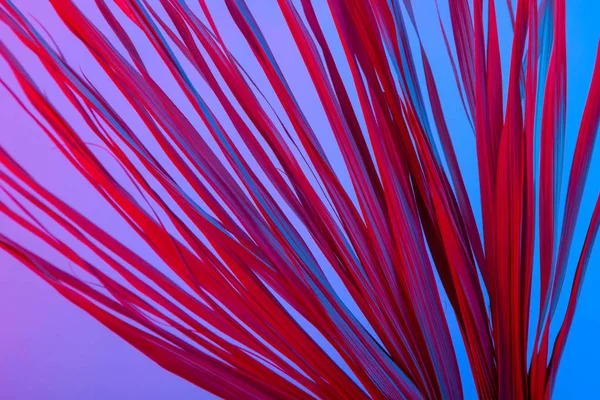 Тропическая ветвь сухой розовый синий фиолетовый красный листья фона коралловые абстрактные пальмовые травы травы травянистые пластиковые ультрафиолетовые — стоковое фото
