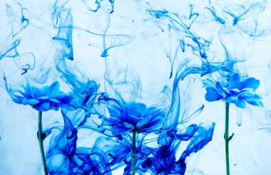 Su beyaz arka plan çiçekler aster altındaki boyalar Indigo duman Buhar içinde mavi krizantem bulanıklık