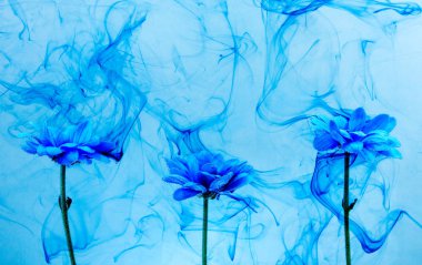 Su beyaz arka plan çiçekler aster altındaki boyalar Indigo duman Buhar içinde mavi krizantem bulanıklık