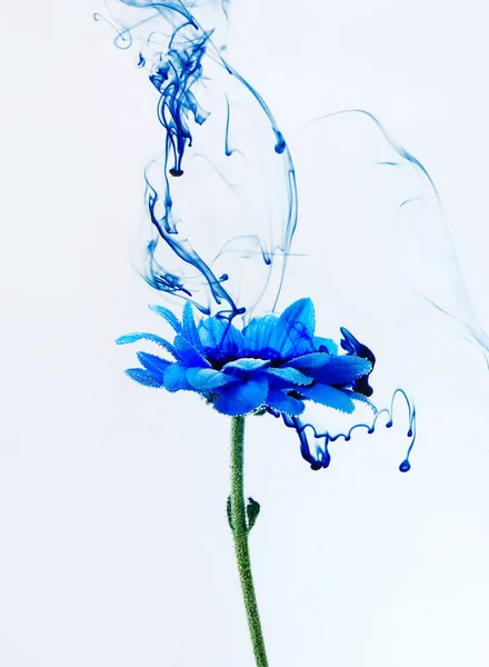 Su beyaz arka plan çiçekler aster altındaki boyalar Indigo duman Buhar içinde mavi krizantem bulanıklık