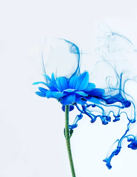 Blue chrysanthemum inside water white background flowers aster under paints indigo smoke steam blur