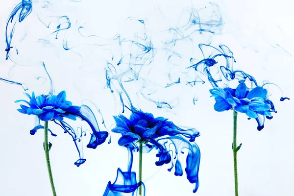 Blue chrysanthemum inside water white background flowers aster under paints indigo smoke steam blur